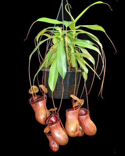 N. ventricosa x sibuyanensis – best selected clone