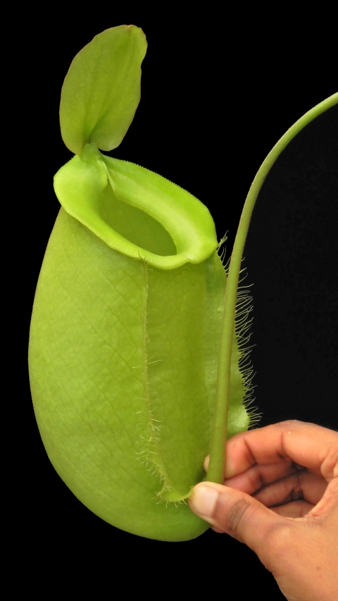 N. spathulata x ampullaria – solid green