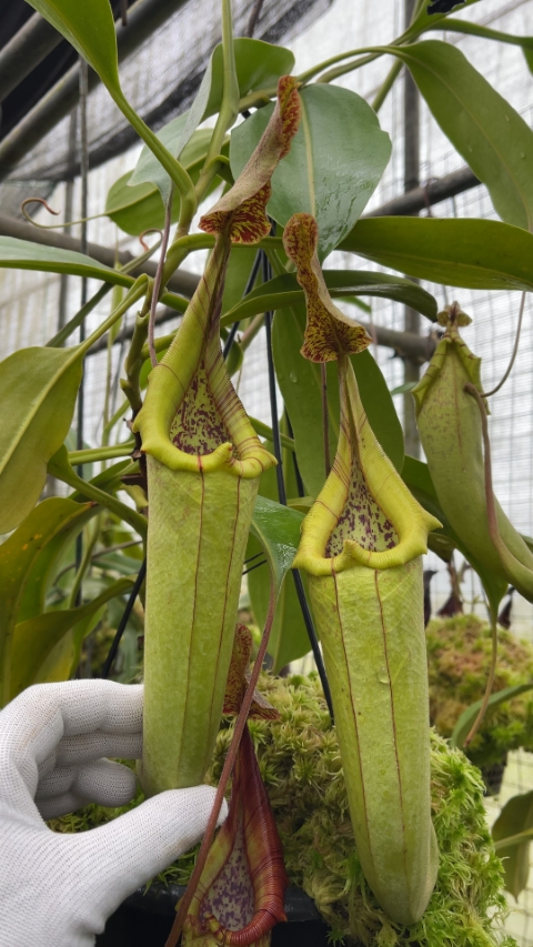 N. robcantleyi x zakriana