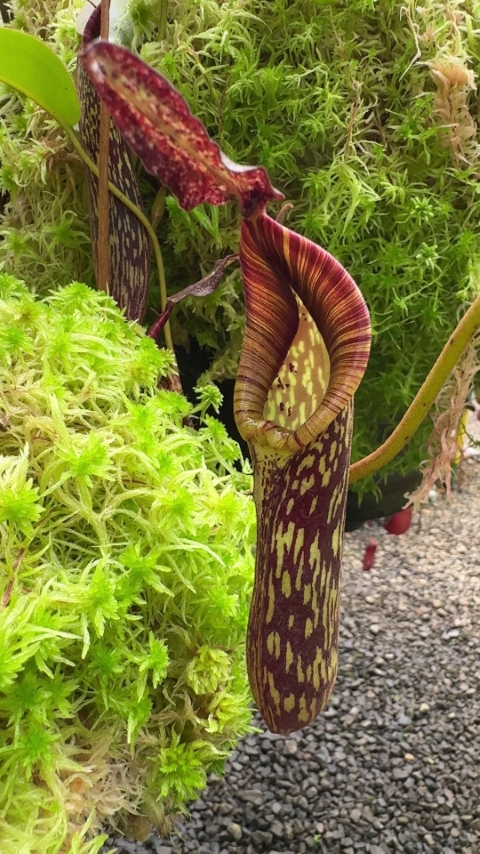 N. zakriana - selected clone