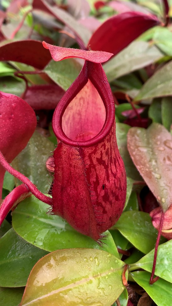 N. mira x peltata – assorted clones