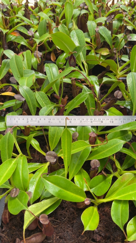 N. ramispina x robcantleyi – best two selected clones