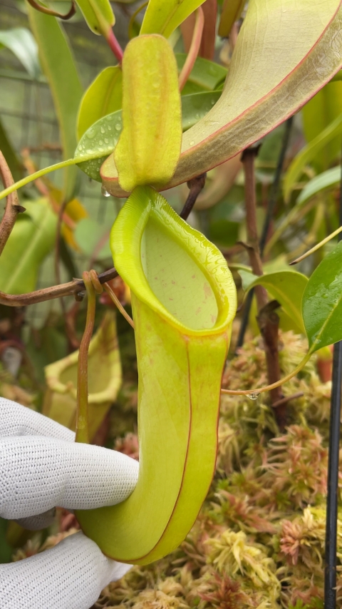 N. spathulata x dubia – assorted clones