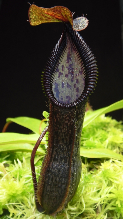 N. singalana x hamata - assorted clones