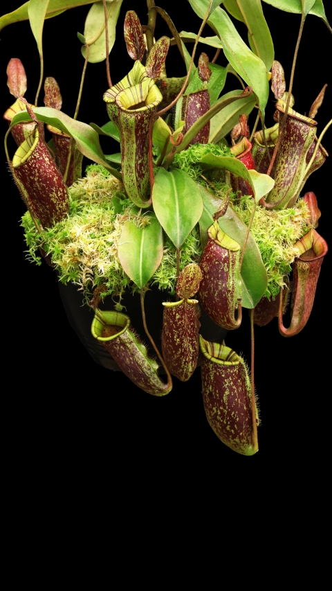 N. ampullaria x (veitchii x lowii) – selected clone