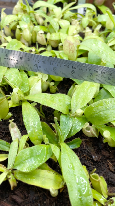 N. ampullaria -'Bronze Nabire’ - selected clone