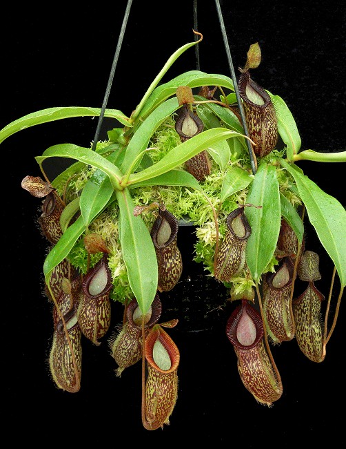 N. talangensis x hamata – assorted clones