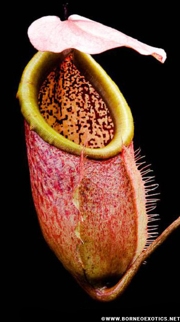 N. merrilliana – assorted clones