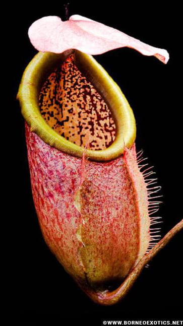 N. merrilliana – assorted clones