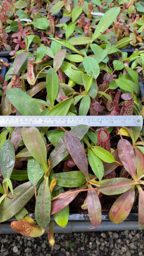 N. spectabilis x klossii – assorted clones