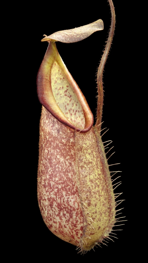 N. hirsuta - Serapi - assorted clones