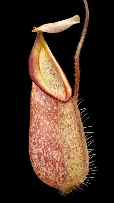 N. hirsuta - Serapi - assorted clones