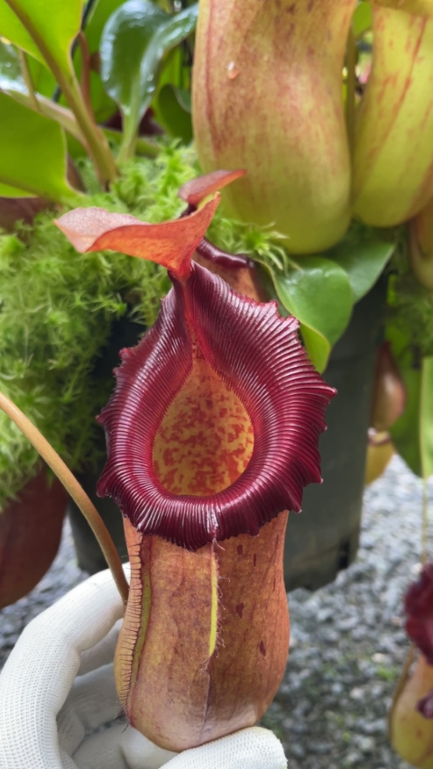 N. robcantleyi x (sibuyanensis x ventricosa)