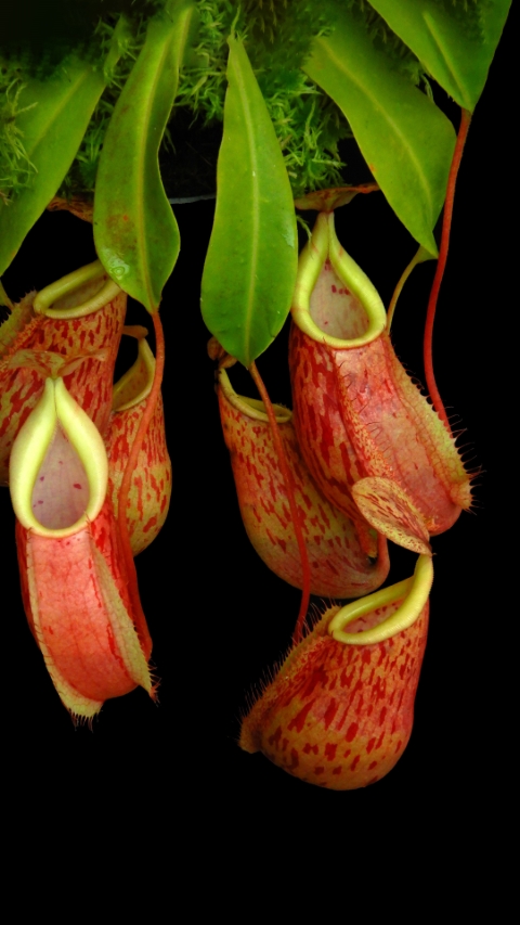 N. glabrata x veitchii - assorted clones