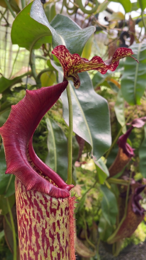 N. eymae – assorted clones