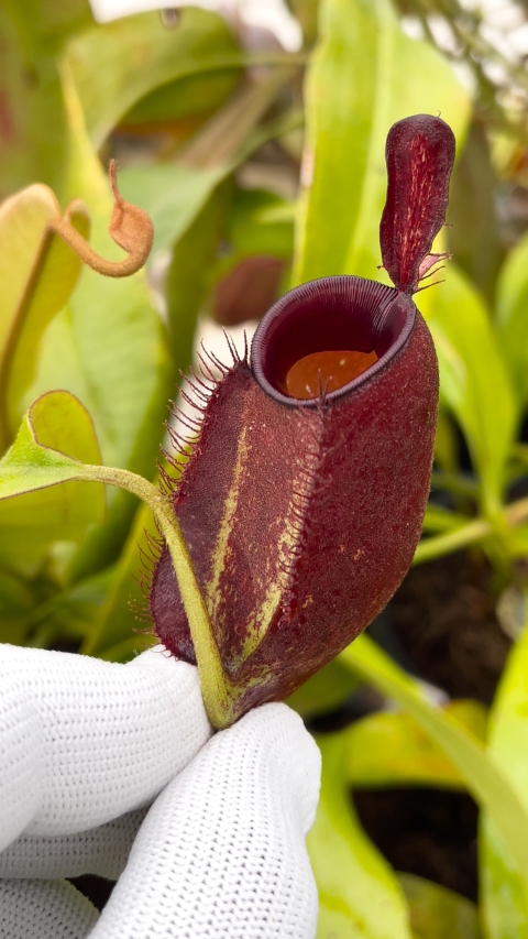 N. ampullaria - Brunei red - selected clone