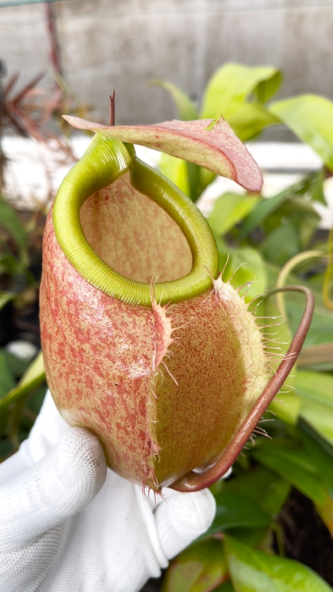 N. merrilliana – assorted clones