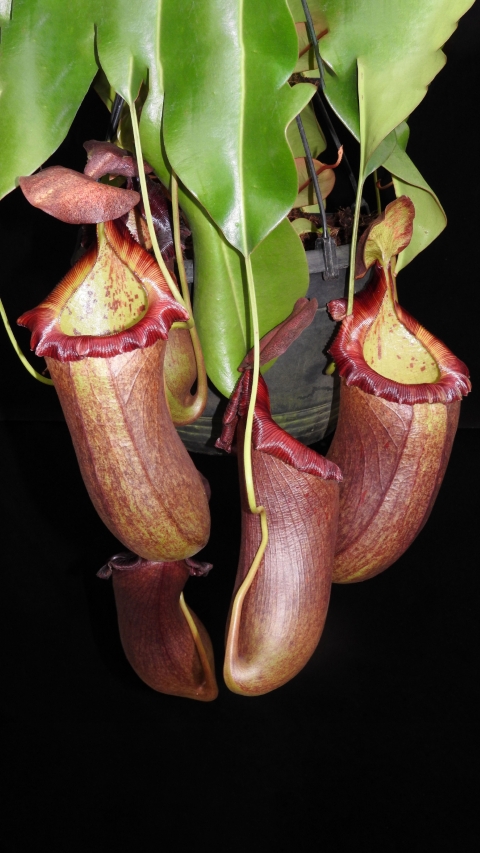 N. robcantleyi x (sibuyanensis x ventricosa)