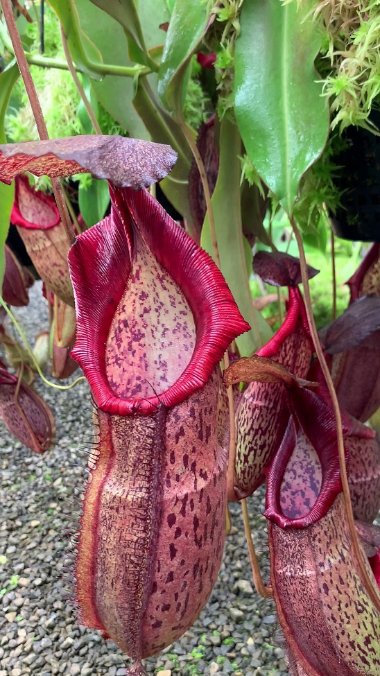 N. spathulata x spectabilis – assorted clones