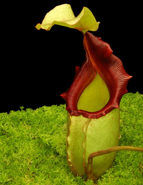 N. rajah x veitchii – assorted clones