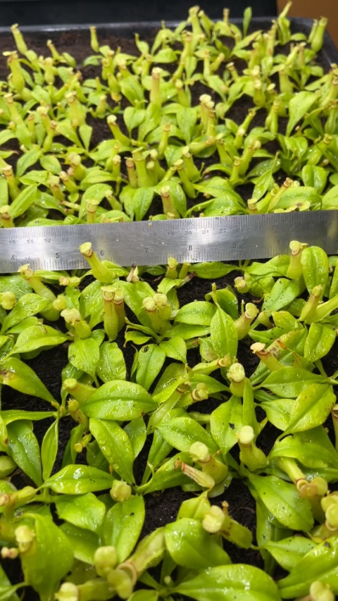 N. bicalcarata - Brunei red-flush - selected clone