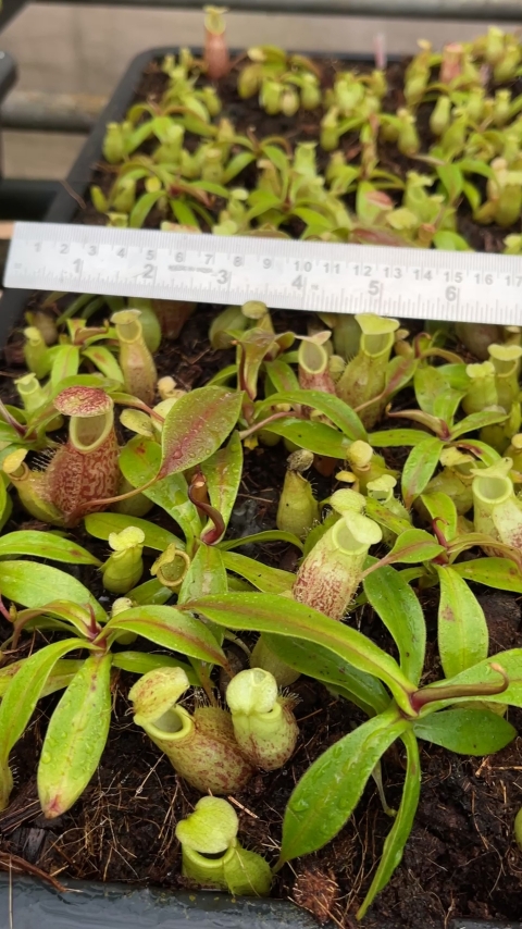 N. gymnamphora – tall form