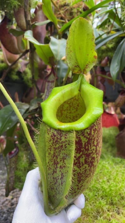 N. spathulata x ampullaria – burgundy speckled