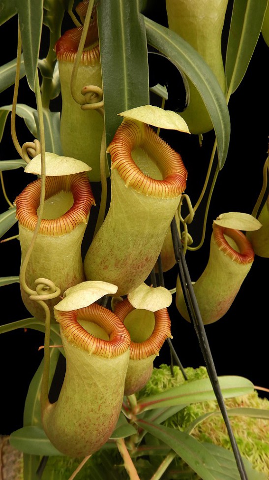 N. barcelonae - assorted clones