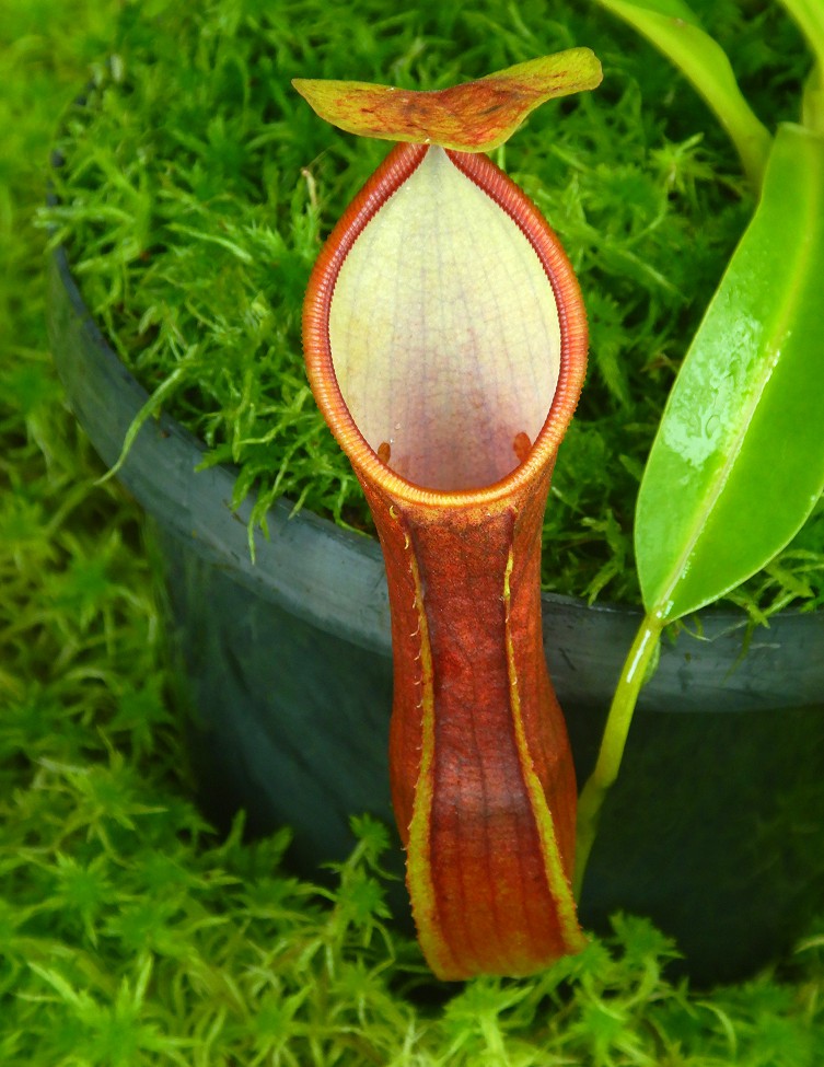 N. singalana x reinwardtiana – assorted clones