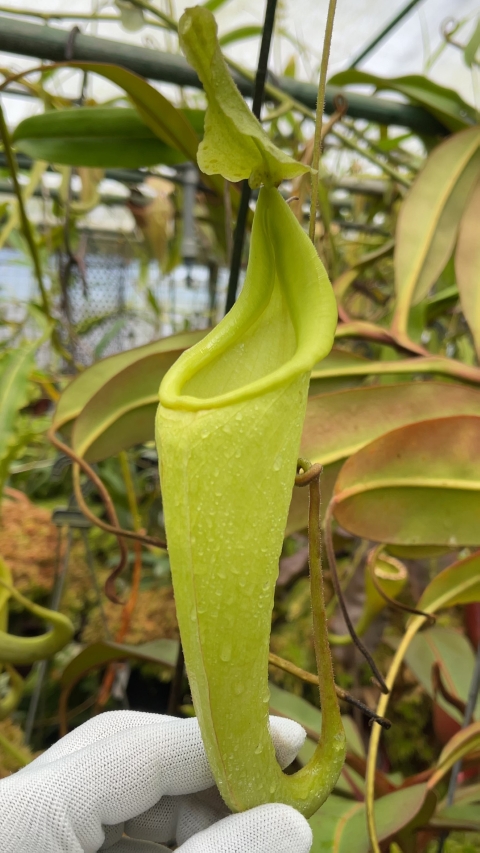 N. maxima – wavy leaf - clone #1