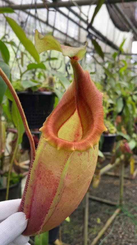 N. veitchii x mira - best selected clone