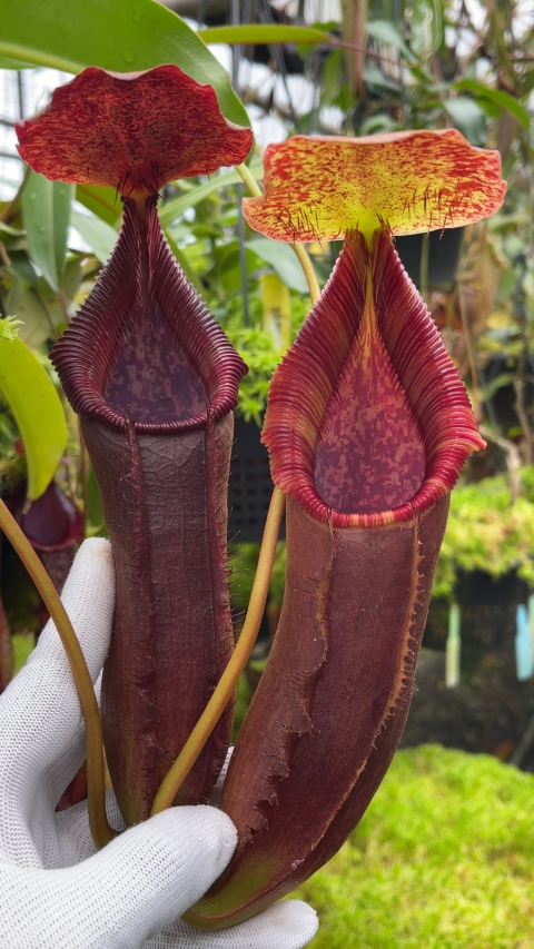 N. singalana x lowii – assorted clones