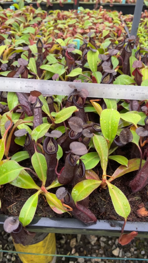 N. maxima x ramispina – best selected clone