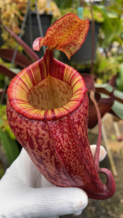 N. peltata x attenboroughii - assorted clones