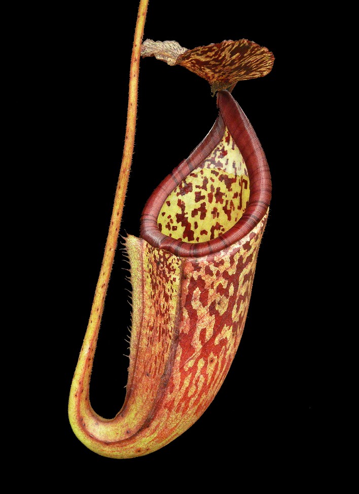 N. burbidgeae x glandulifera - best selected clone