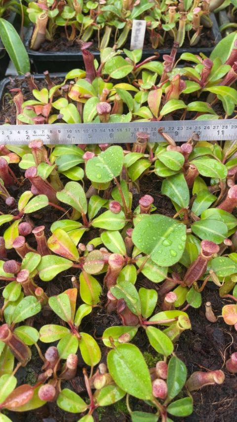 N. clipeata x (lowii x veitchii) - selected clones