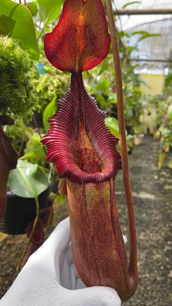 N. x 'trusmadiensis' x robcantleyi - clone #4