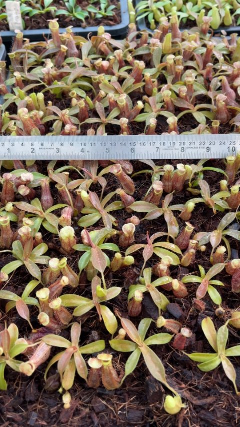 Nepenthes 'Helen' - selected cultivar