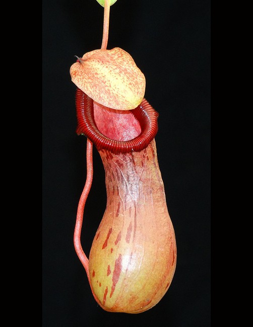 N. ventricosa x burkei – selected clone