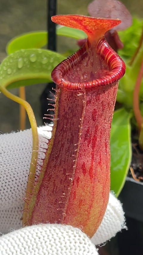 N. burkei x lowii - assorted clones