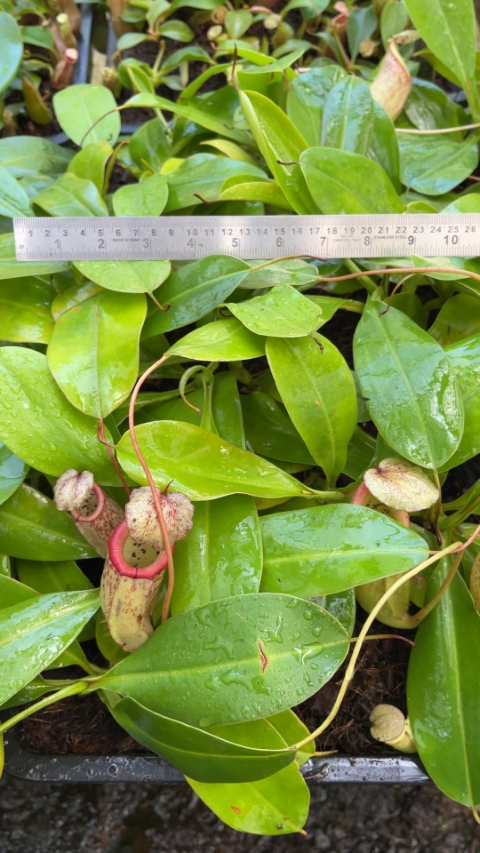 N. burbidgeae x sibuyanensis - assorted clones