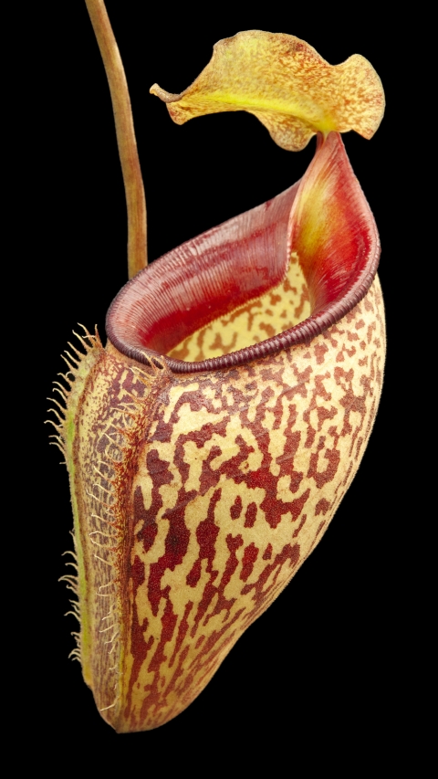 N. talangensis - selected clone