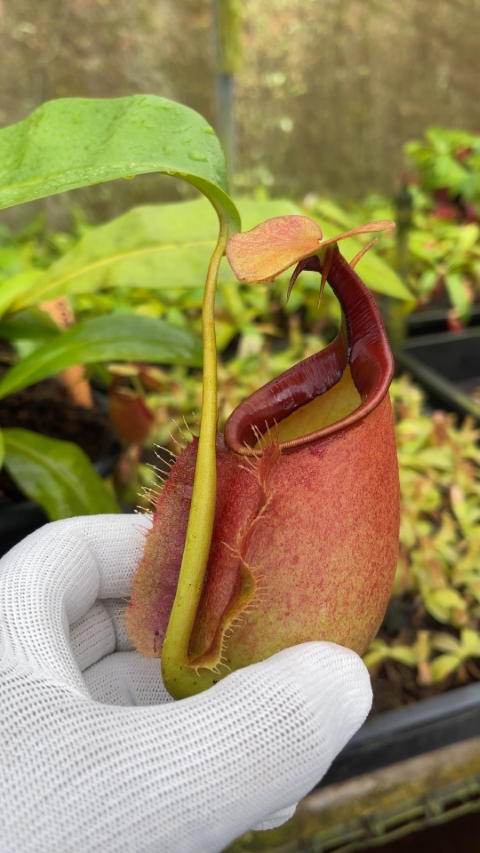 N. bicalcarata - Brunei red-flush - selected clone