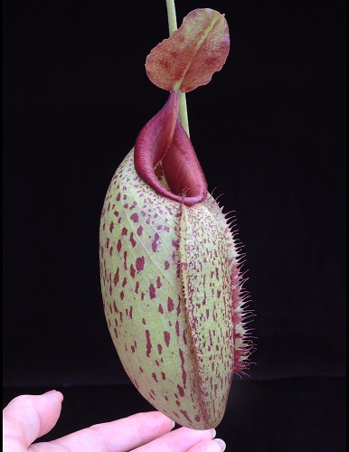 N. robcantleyi x aristolochioides – assorted clones