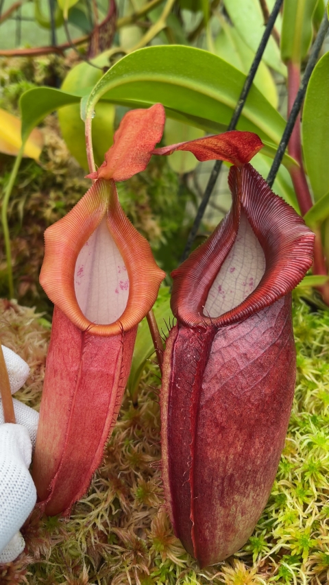 N. spathulata x dubia – assorted clones