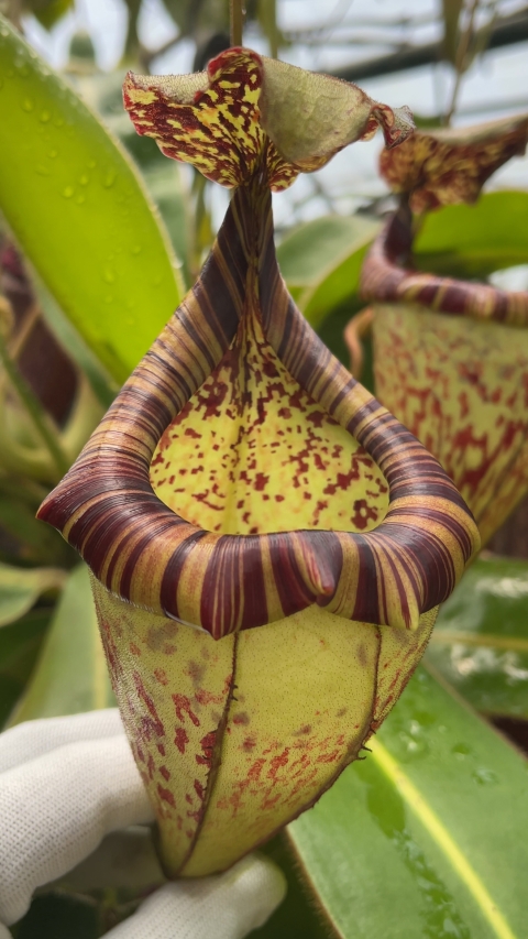 N. burbidgeae x platychila