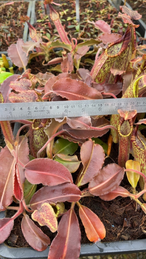 N. maxima - wavy leaf - clone #9