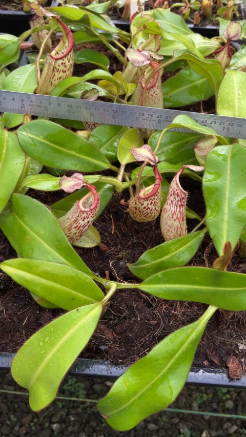 N. burbidgeae x veitchii