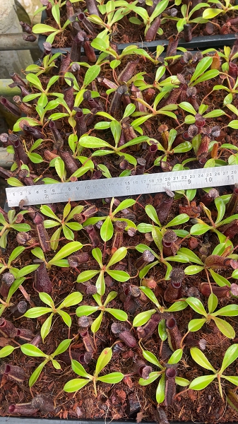 N. hamata x lowii - assorted clones