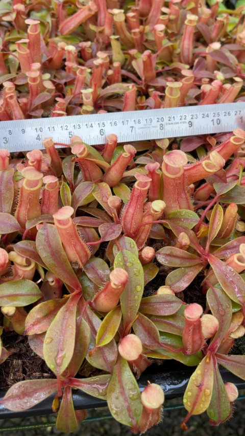 N. veitchii x ventricosa – selected clones